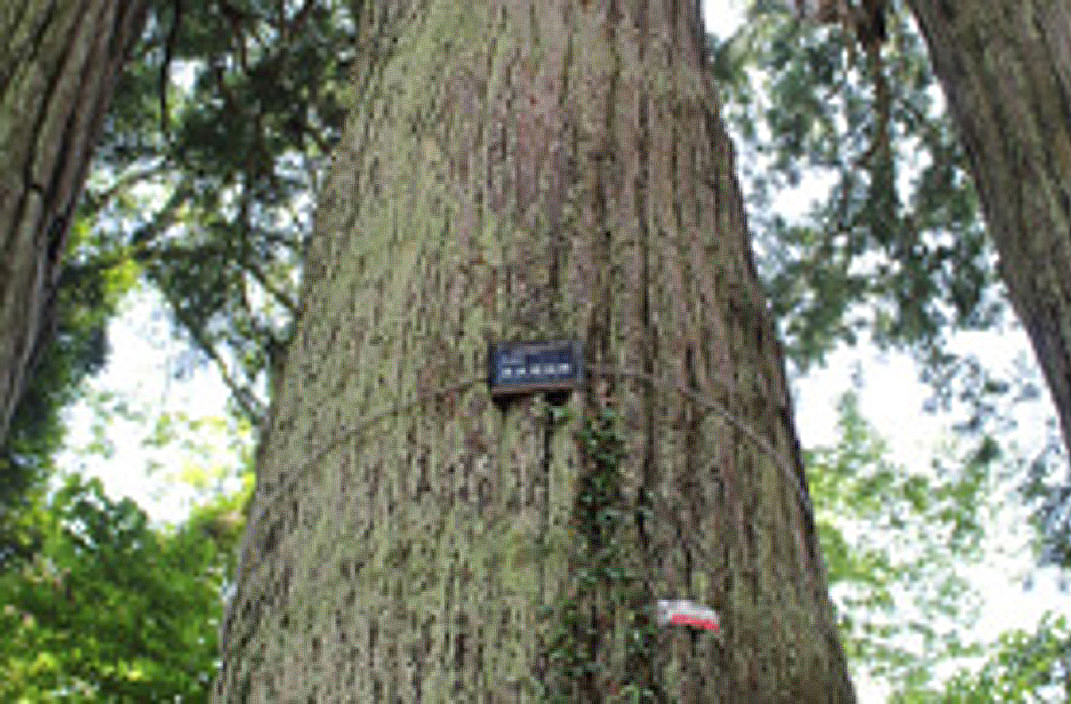 VIP 引き継ぎ オンカジ